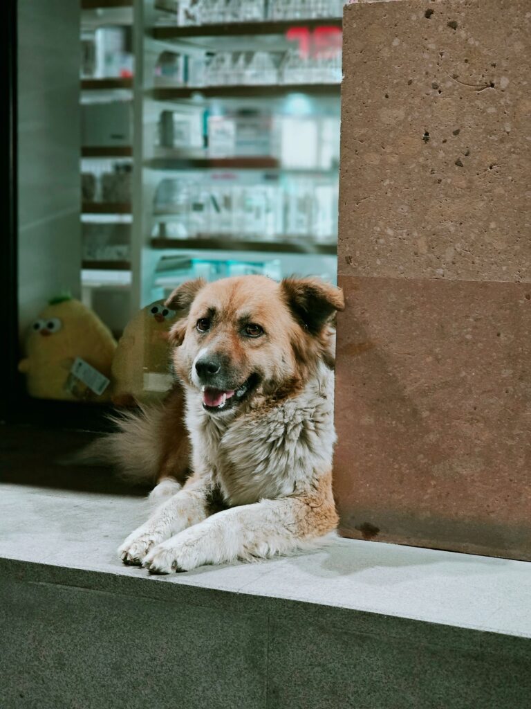 Best Pet Shop in Navi Mumbai