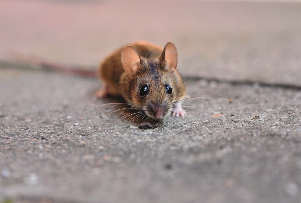 Pest Control- how to control the RAT