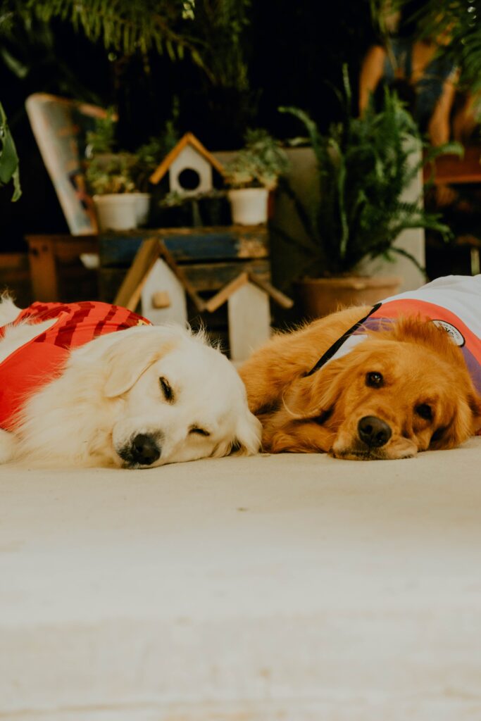 Best Pet Shop in Navi Mumbai